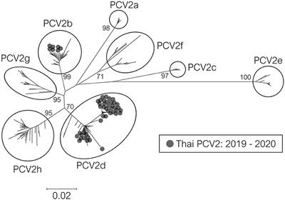 Emergence of novel porcine circovirus 2d strains in Thailand, 2019–2020